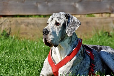 Great Dane Puppies Brisbane