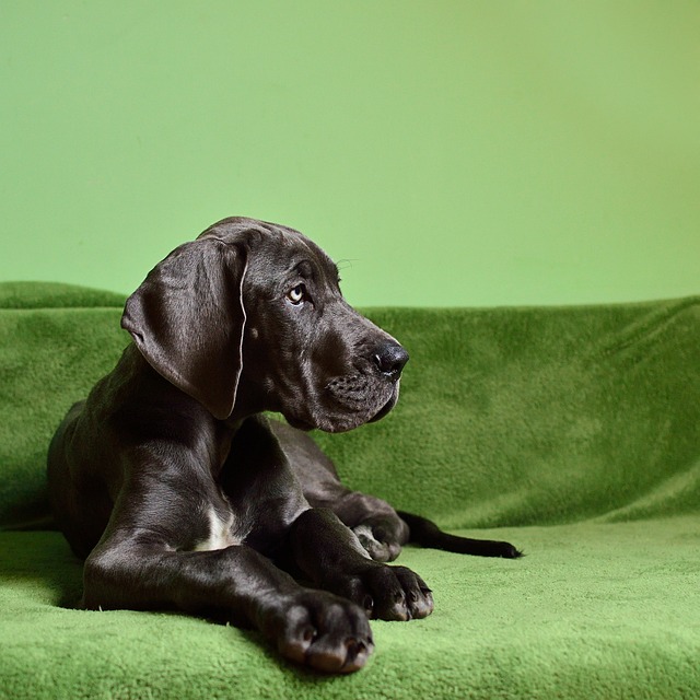 Great Dane Puppies Canberra