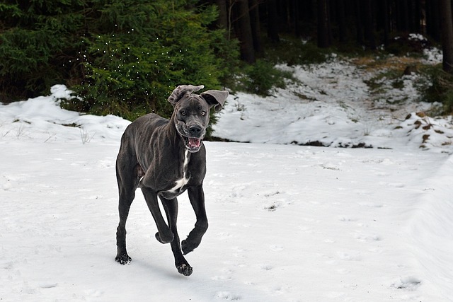 Great Dane Puppies Melbourne