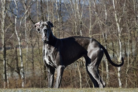 Great Dane Puppies NSW