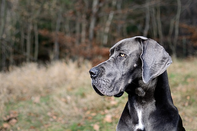 Great Dane Puppies Queensland