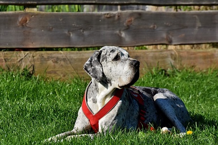 Great Dane Puppies South Australia