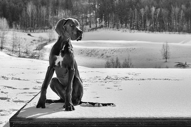 Great Dane Puppies Sunshine Coast