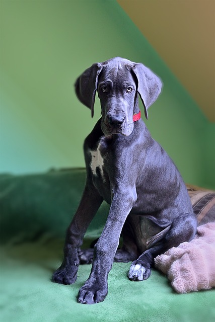 Great Dane Puppies Tasmania