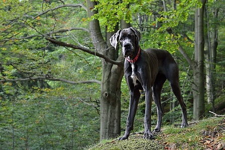 Great Dane Puppies Victoria