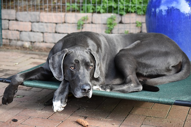 Great Dane Puppies Western Australia