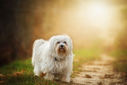 Havanese Puppies Brisbane