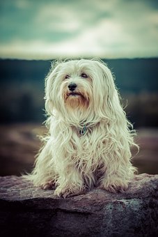 Havanese Puppies Canberra