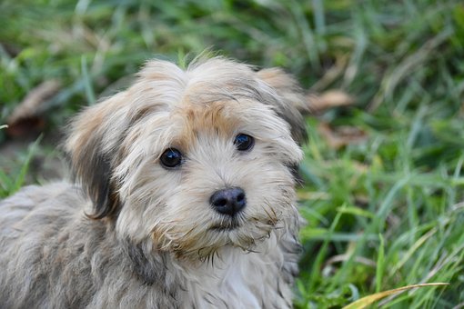 Havanese Puppies NSW