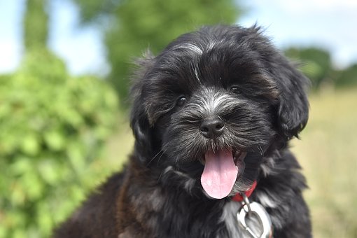 Havanese Puppies Queensland