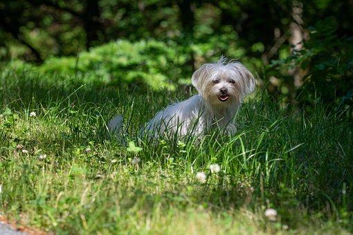 Havanese Puppies South Australia