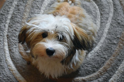 Havanese Puppies Sunshine Coast