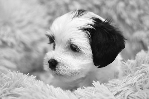 Havanese Puppies Sydney