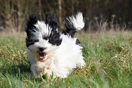 Havanese Puppies Tasmania