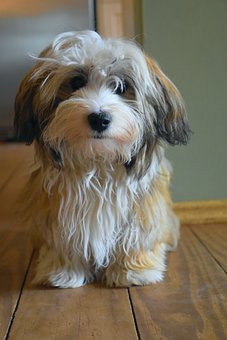 Havanese Puppies Victoria