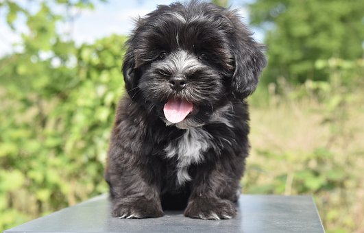 Havanese Puppies Western Australia