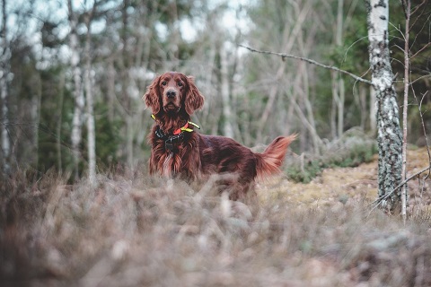 Irish Setter Puppies Brisbane