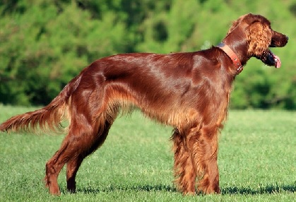 Irish Setter Puppies Melbourne