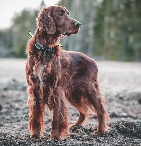 Irish Setter Puppies NSW