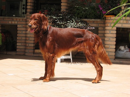 Irish Setter Puppies Queensland