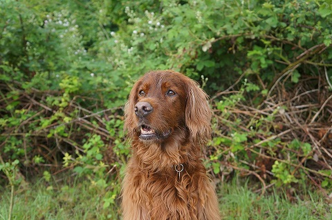 Irish Setter Puppies South Australia