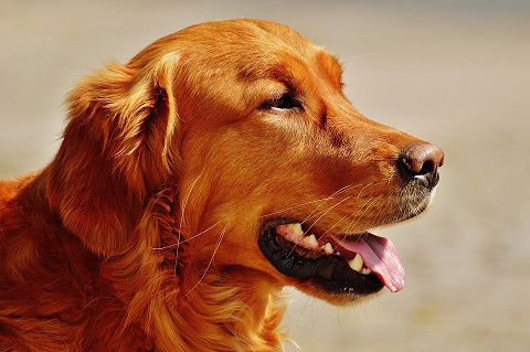 Irish Setter Puppies Sunshine Coast