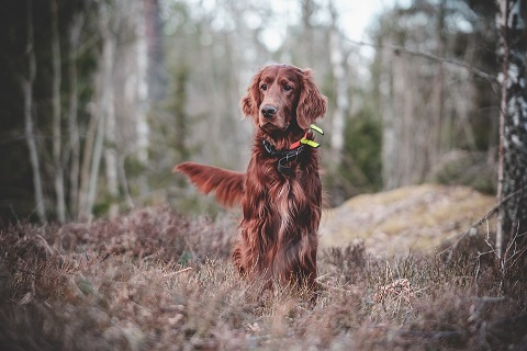 Irish Setter Puppies Sydney