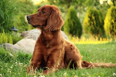 Irish Setter Puppies Western Australia