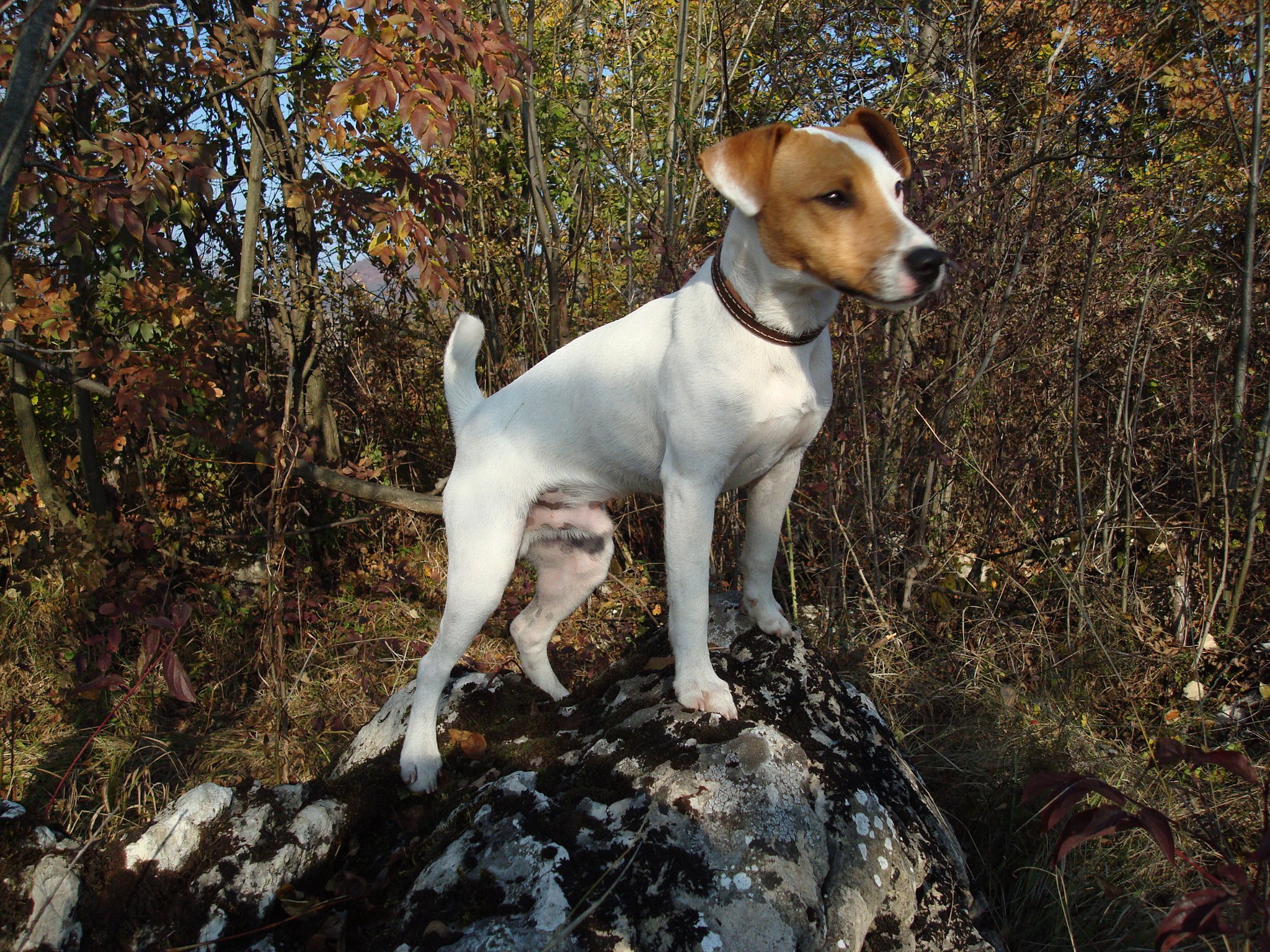 Jack Russell Terrier Puppies Adelaide