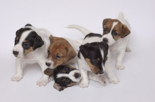 Jack Russell Terrier Puppies Melbourne