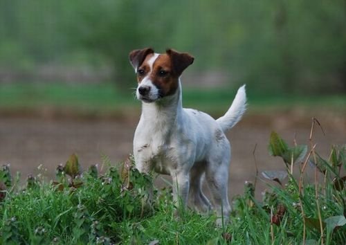 Jack Russell Terrier Puppies NSW