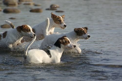 Jack Russell Terrier Puppies Queensland