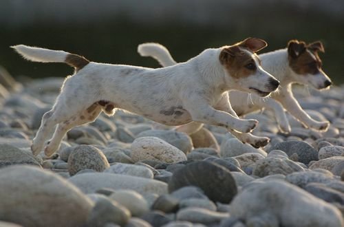 Jack Russell Terrier Puppies Sunshine Coast