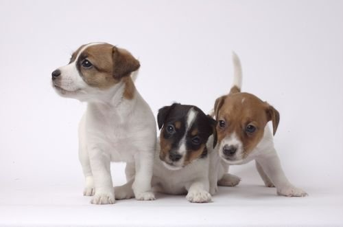 Jack Russell Terrier Puppies Sydney