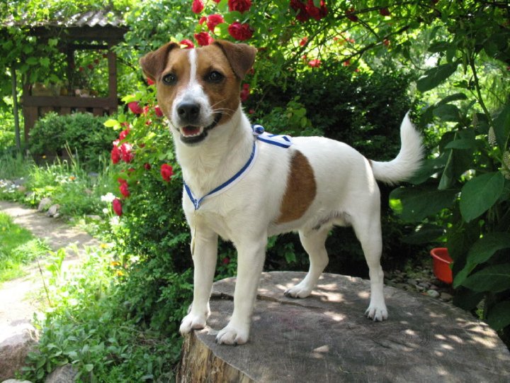 Jack Russell Terrier Puppies Victoria