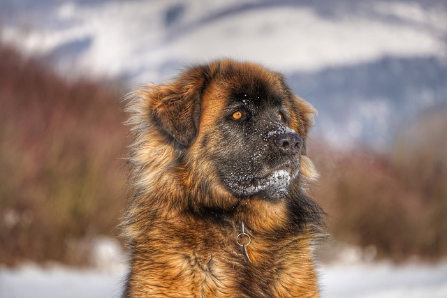 Leonberger Puppies Canberra