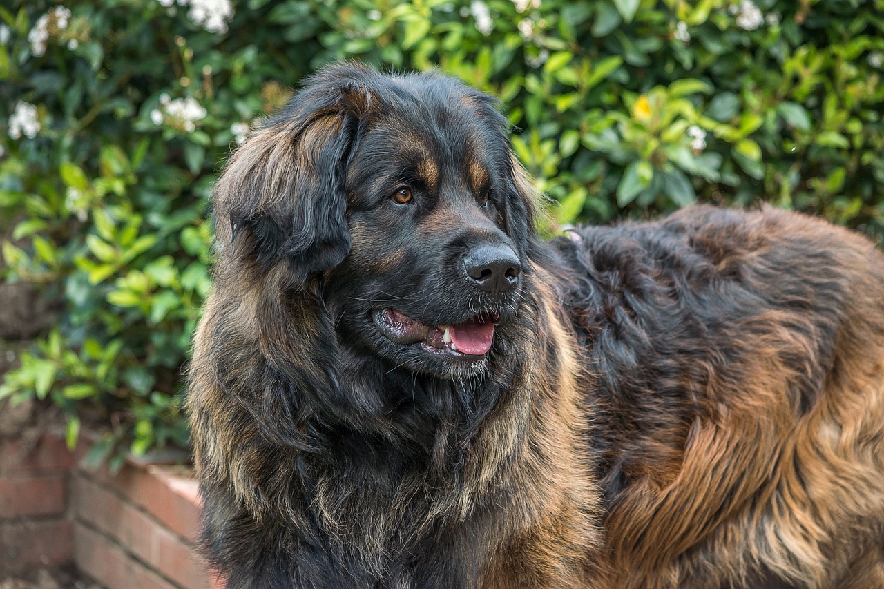 Leonberger Puppies NSW