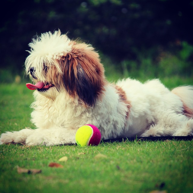 Lhasa Apso Puppies Brisbane