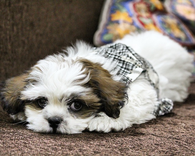 Lhasa Apso Puppies Canberra