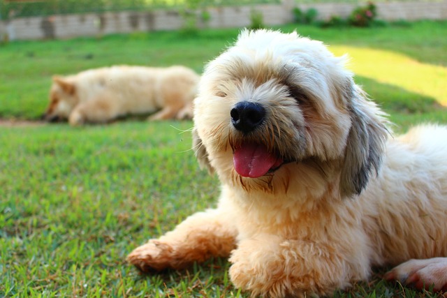 Lhasa Apso Puppies Melbourne