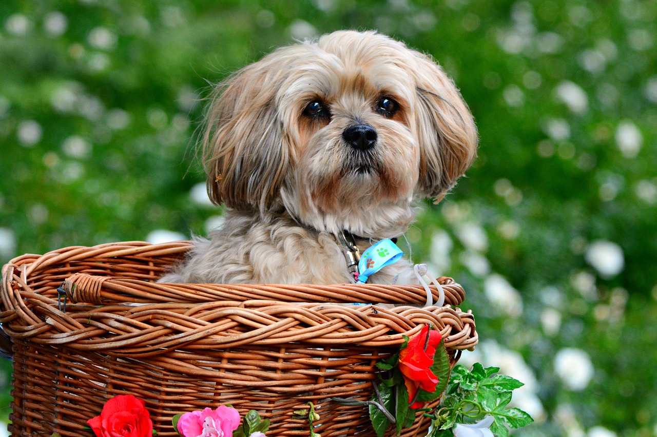 Lhasa Apso Puppies NSW