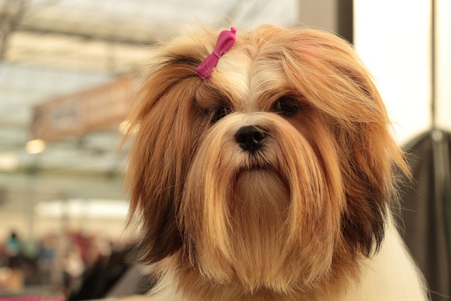 Lhasa Apso Puppies Queensland