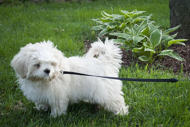 Lhasa Apso Puppies South Australia