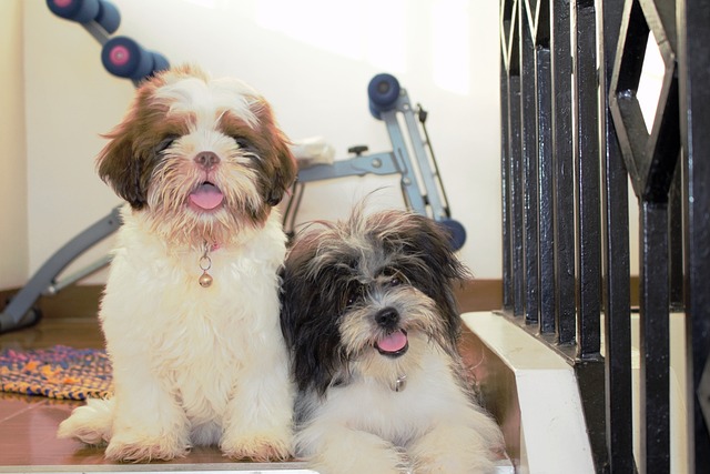 Lhasa Apso Puppies Sydney