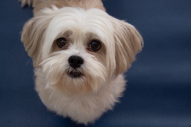 Lhasa Apso Puppies Tasmania