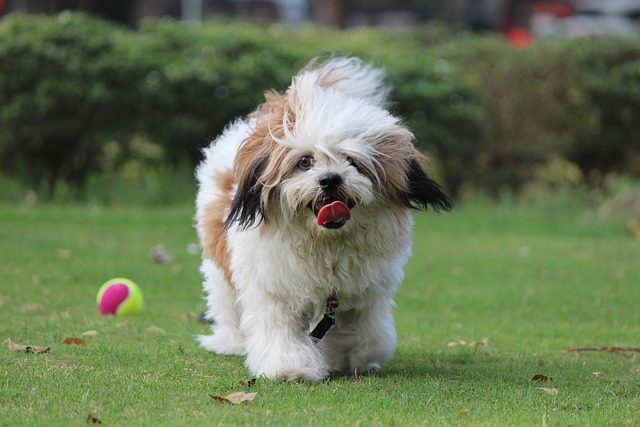 Lhasa Apso Puppies Victoria