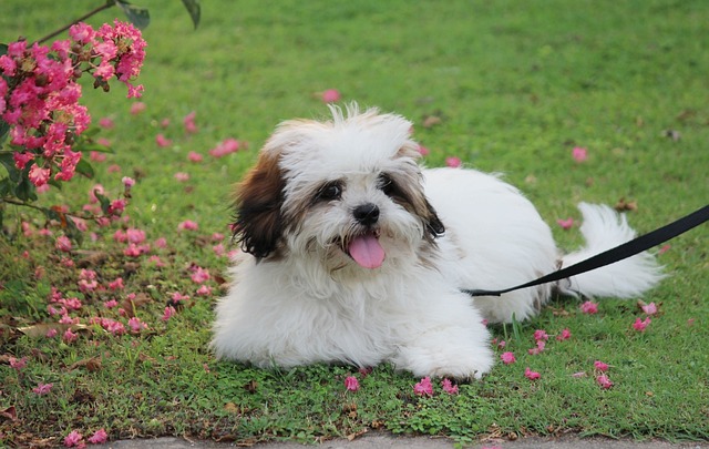 Lhasa Apso Puppies Western Australia