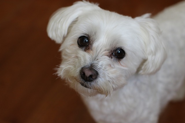 Maltese Puppies Brisbane