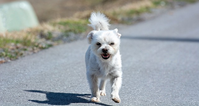 Maltese Puppies Canberra