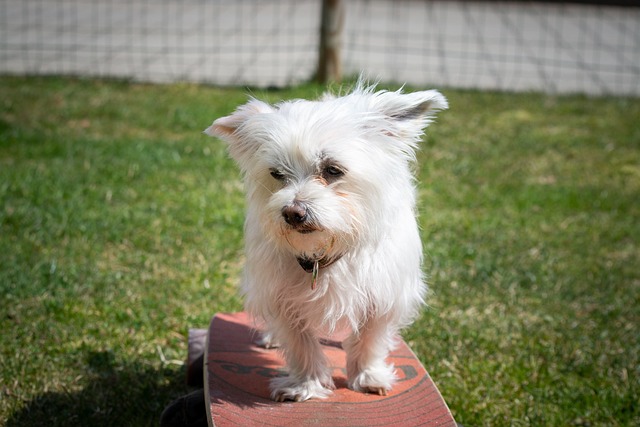 Maltese Puppies Melbourne